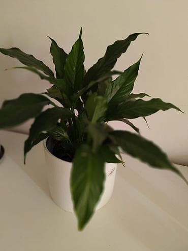 современный: Комнатные растения в горшках: спатифиллум и замиокулькас средние по — 3