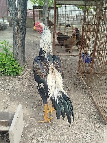 Дакан короздор сатылат алмашу жолдору бар жемге жугоруго дакандарга