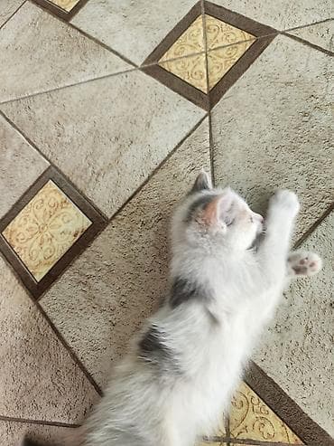 турецкая ангора кошка цена: Мама турецкий ван.🐱 котятами 2 месяца🐱. проглистованы. сами — 1