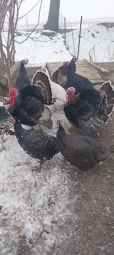 Продаю | Индюк (самец) | Черный принц