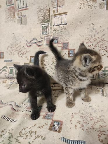 рысь: Котята Описание: - Милые домашние котята из одного помёта — 1