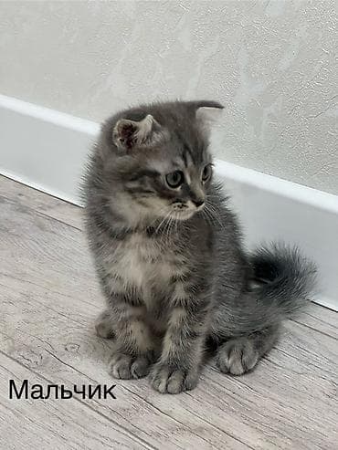 cat sofa: Шотландские котята: 1) девочка (Scottish fold) ПРОДАНА 2) девочка — 5