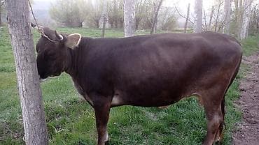 тайган собаки: Сатам | Уй (ургаачы), Кунаажын | Алатоолук | Көбөйтүү үчүн — 2