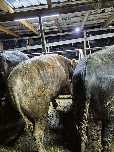 живые рыбки: Продаю | Бык (самец) | Полукровка | На откорм | Привязанные — 4