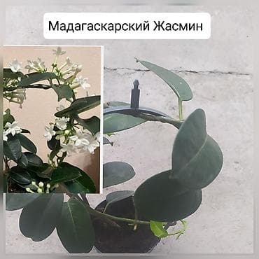 Комнатные растения: Продаю цветы — 9
