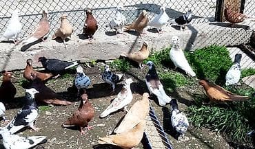 отдам даром попугая жако: Желтые и красные голуби пара1000 сом — 1