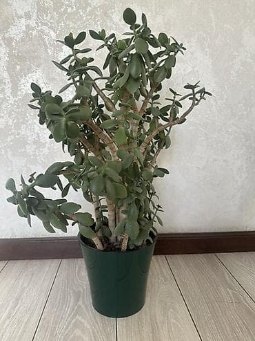 комнатное дерево: Комнатные растения в горшках: 1) Денежное дерево (Crassula ovata) - — 2