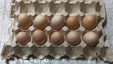 цыплята простые: Яйца куринные, инкубационые
породы:Тоджон — 2