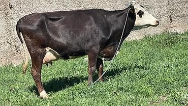 апарат дойка: Продаю | Корова (самка) | Голштин | Для молока | Привязанные — 6