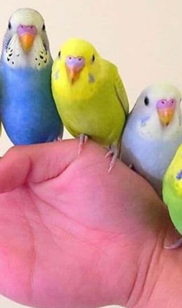 трафареты для рисования животных: Попугаи, попугай волнистые хорошо учатся говорить и приручаются к — 2