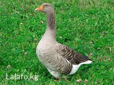 Гусиный жир, Новый