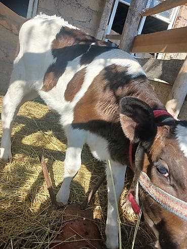 Продаю | Корова (самка), Музоо, торпок | Швицкая | Для молока | Привязанные