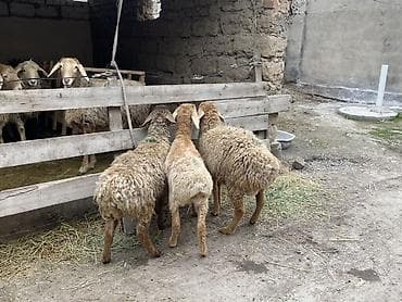 Ветеринар кызматы: Сатам | Козу | Көбөйтүү үчүн — 6