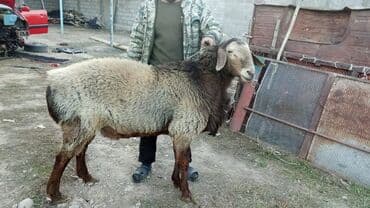 Продаю | Баран (самец)