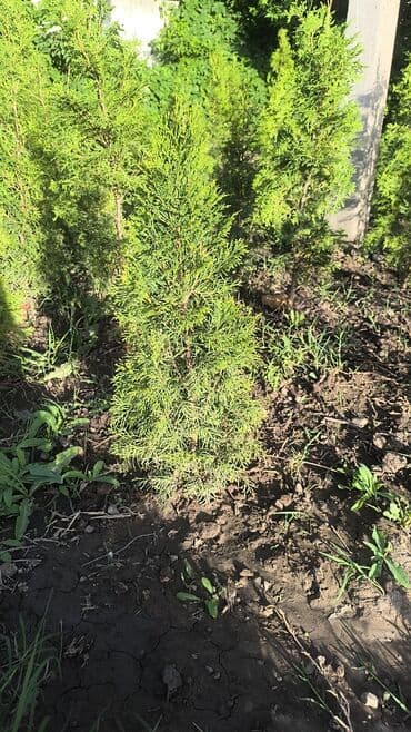 колоновидные саженцы: Саженцы деревьев: Туи — 7