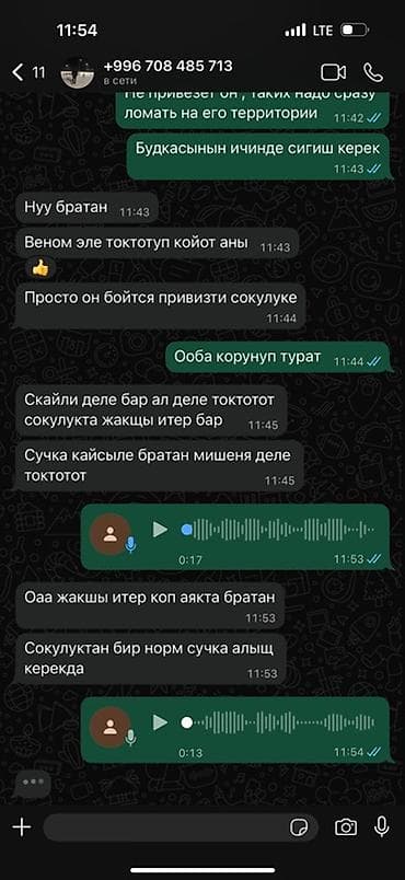 королевский док: Линия саймона xxl отец малыш мать тигра щенок крупной породы с мощным — 3