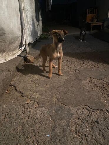 продам собаку: Овчарка, 2 месяца, Самка — 13