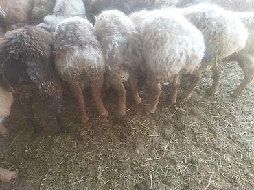 кролик купить декоративный: Продаю | Овца (самка) | Для разведения | Матка — 3