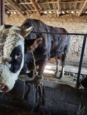 отдам в добрые руки собаку: Продаю | Бык (самец) | Для разведения | Племенные — 1