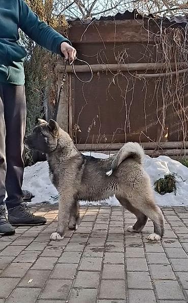 продажа охотничьих собак: 3 месяца, Самка, С родословной — 1