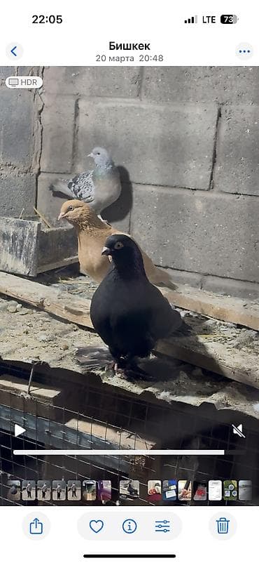 крематорий для животных бишкек: Закрытый самец — 1