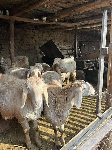 Үй жаныбарлары үчүн товарлар: Сатам | Ургаачы кой (ургаачы) | Көбөйтүү үчүн — 2