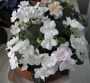 деткие: В продаже трейлерные (ампельные и кустовые)фиалки🌺🥀🌺: детки — 10