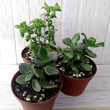 Продам красивые ухоженные в отличном грунте Суккуленты Crassula