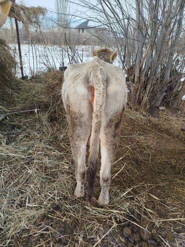 мин булак: Сатам | Музоо | Сүт алуу үчүн | Музоологондон кийин — 6