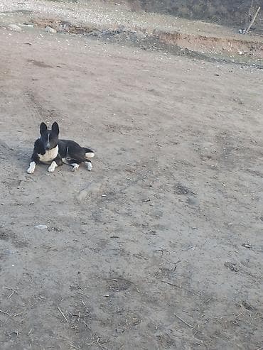 Собака даром: Дворняжка, 1 год, Самец, С прививкой