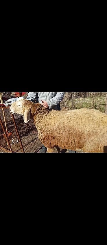 Аквариумы: Продаю | Баран (самец) | Арашан | Для разведения | Осеменитель — 3