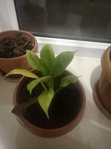 Каланхоэ: Комнатные растения в горшках - Каланхоэ (несколько экземпляров) — 5