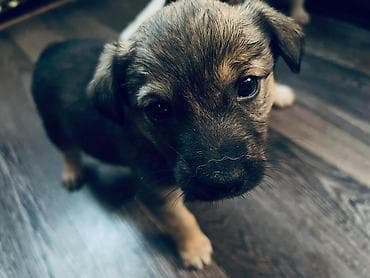 Щенок смешанной породы - Возраст: щенок (примерно 1–3 месяца по