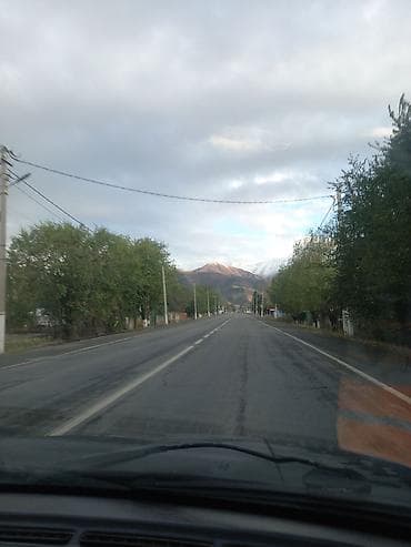 Ищу саженцы уличного Жасмина, пахучего когда цветёт