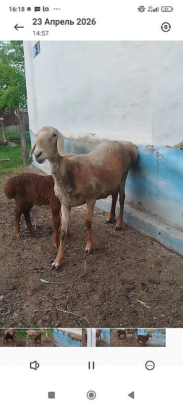 Продаю | Овца (самка) | Для разведения | Матка — 1