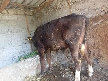 гуси линда: Продаю | Бык (самец) | На откорм | Привязанные — 7