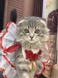 шотландская золотая шиншилла цена: Скотиш Фолд (Шотландская вислоухая), 3 месяца, Девочка, Серый, Приучена к лотку, Проглистована, С документами — 31