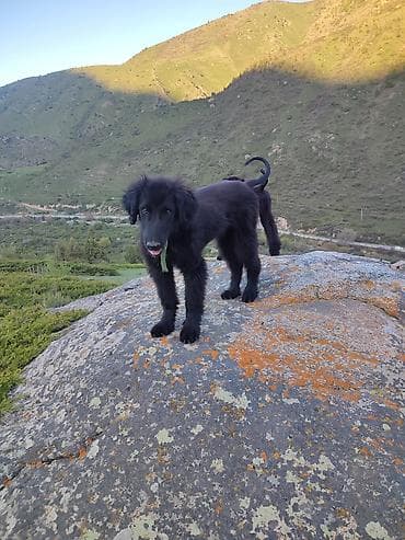 собаки бишкек: Щенки крупной породы, черные, с длинной шерстью и бородкой, уши — 1