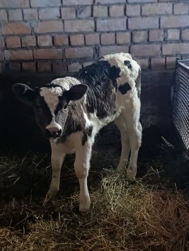 карова стельная: Продаю | Тёлка, Музоо, торпок | Голштин | Для разведения, Для молока | Не стельные, Искусственник — 3