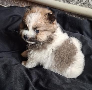куплю собаку шпиц: Помиранский шпиц •Девочка •Родилась 14 .03.2026 •Окрас : пати-колор — 4