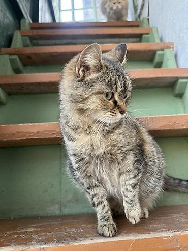 мышык кошка: Кошка, короткошёрстная тигровая (серо-коричневый табби с подпалом). - — 3