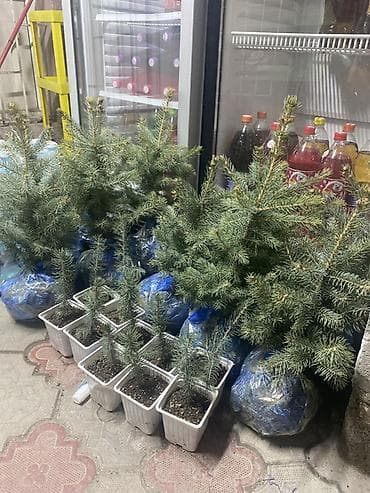 Уруктар жана көчөттөр: Еловые саженцы в контейнерах - Порода: ель (хвоя густая — 1