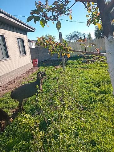 авган кой: Продаю | Овца (самка) | Для разведения — 4