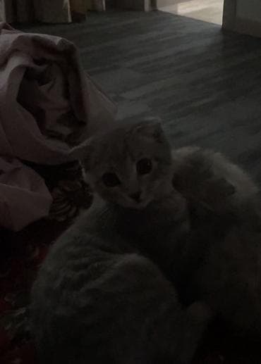 Мышыктар: Скотиш Фолд (Шотландиялык шалпаң кулак), 3 айлык, Эркек, Лотокко барууга үйрөтүлгөн — 2