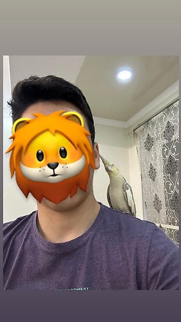 попугай попугай: Корелла (нимфа) ручная, прирученная. Светло-серый окрас с желтой — 4