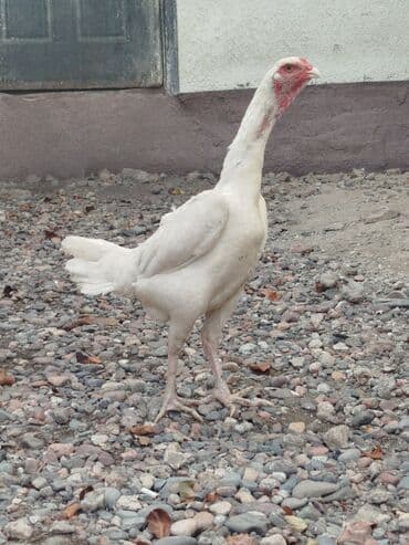 зоомагазин бишкек с животными: Дакан мекиштер сатылат активный алмашу жолдору бар адрес Бишкек Заря — 4