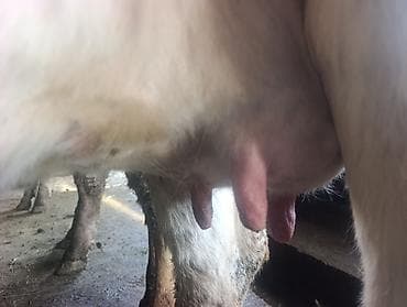 корова стельные: Продаю | Корова (самка) | Для разведения | Привязанные — 2