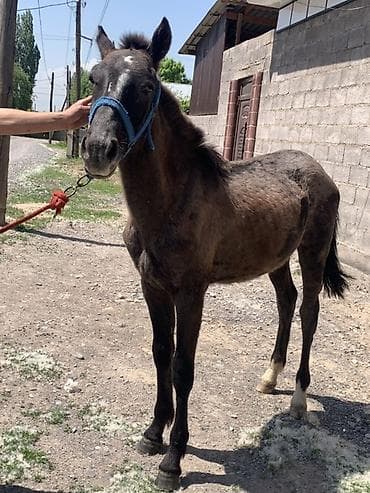 александрийский попугай: Продаю | Жеребенок — 1