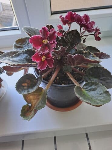 букет цветов бишкек: Смородина В розницу — 12