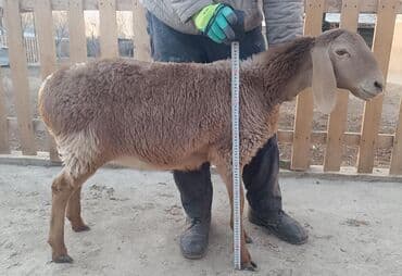 купить собаку шпица недорого: Продаю | Овца (самка), Ягненок | Арашан | Для разведения — 1